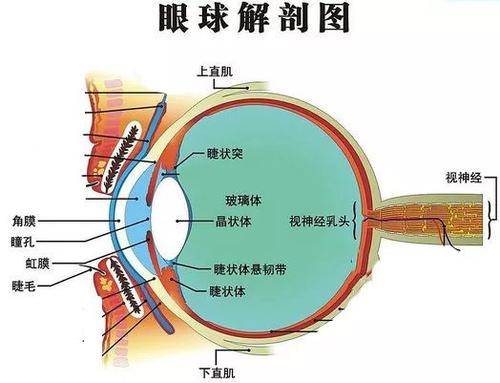 眼球壁由外层,中层和内层三层膜组成.