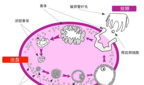 有腺肌症想怀孕,在排卵期监测卵泡就晚了