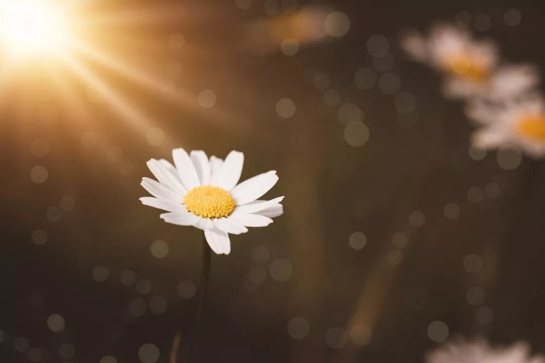 人淡如菊,心素如简