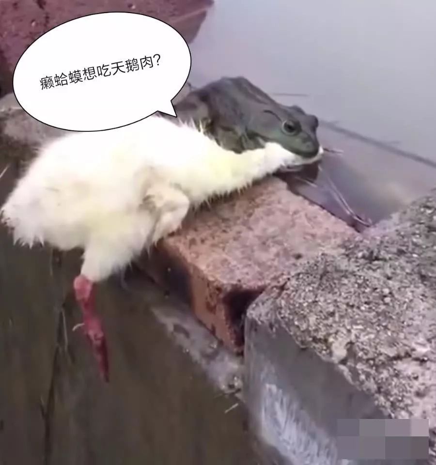 好看的皮囊千篇一律,有趣的房子万里挑一! 癞蛤蟆想吃天鹅肉?