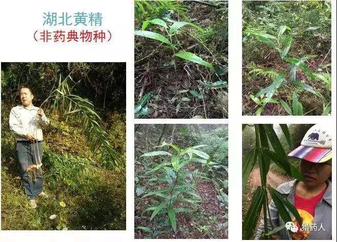 本草考证科普:黄精