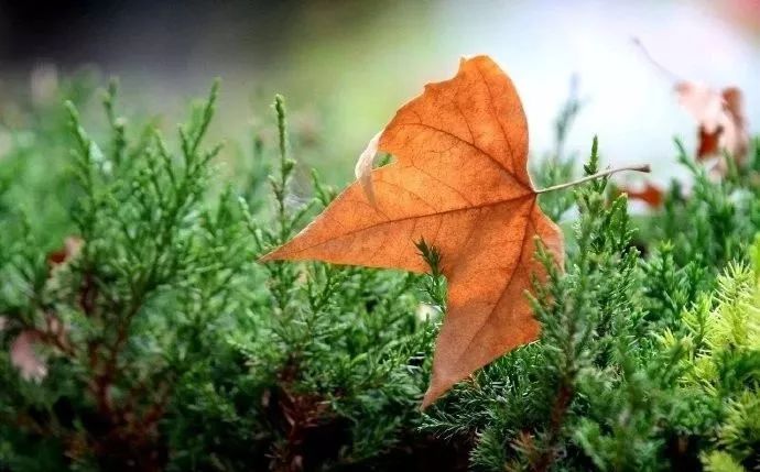 深度揭秘（写到心坎你里的经典说说）写进心坎里的句子，写进心窝里的一句话心情句子，发朋友圈很戳心的说说语录，糖心玛瑙的功效与作用，