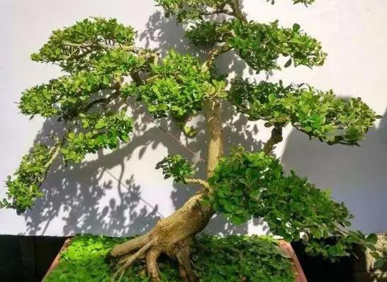 黄杨:“鸟中之王称凤凰,木中之王为黄杨”,盆景艺术的载体
