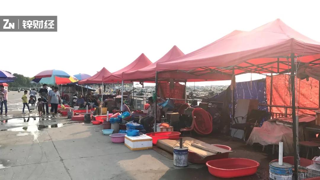 「钛媒体」假蟹盛行，真蟹锐减，阳澄湖的生死危局