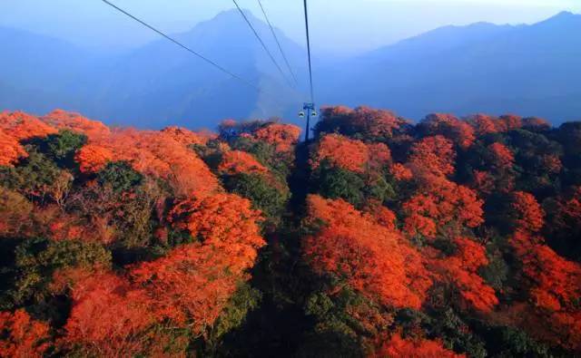 贵州旅游推荐。美到窒息！梵净山最美彩林已上线！