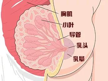 “拉皮条”为啥叫“拉皮条”?