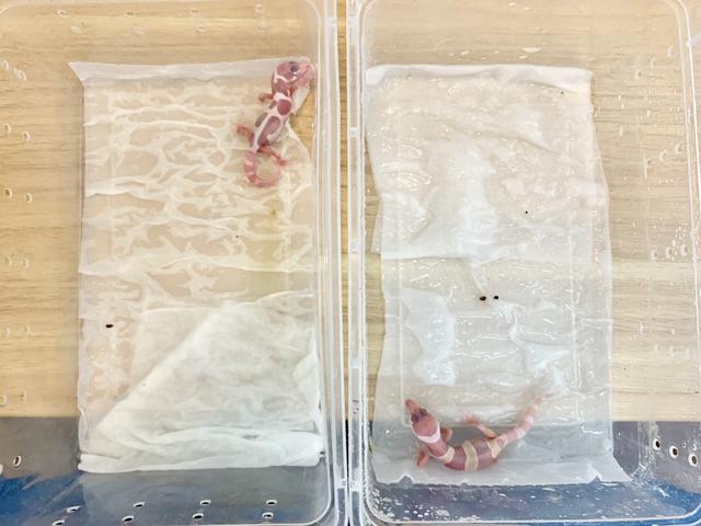 2019柏高家 豹纹守宫孵化成功破蛋出生全记录