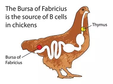 题目为"鸡的腔上囊对抗体产生的重要性",杂志为《禽类科学》 (poultry