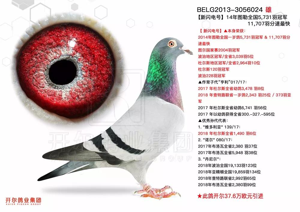 开尔【阿曼多】子代拍卖创记录 "中国范儿"铭鸽走向世界