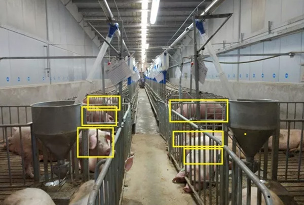 每头猪都很宝贵！卫生监控、猪脸识别，AI走进中国养猪场