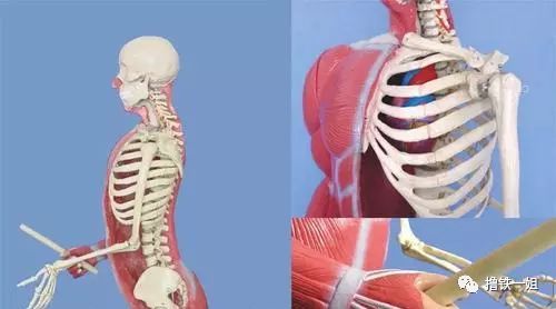 「新氧App」宋轶比乔欣还绝的芝麻腰，自曝不是天然的，就想知道这得多少钱？