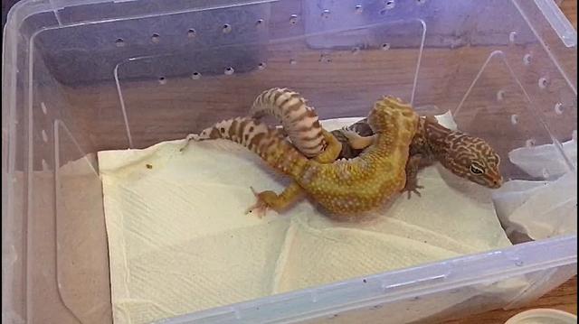 2019柏高家 豹纹守宫孵化成功破蛋出生全记录