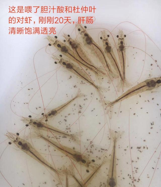 不容忽视丨南美白对虾最重要要的器官之一肠道,养好了收益翻倍