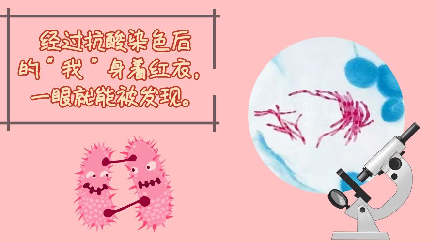 结核分枝杆菌的自供状
