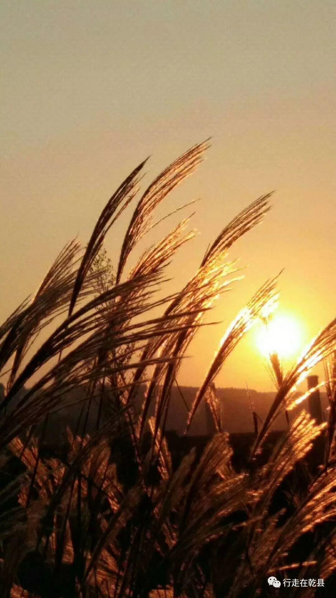 夕阳下的芦苇丛,引起人们对家的怀念.