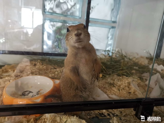 你叫一声啊