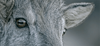 看雪豹捕杀猎物,我头皮发麻