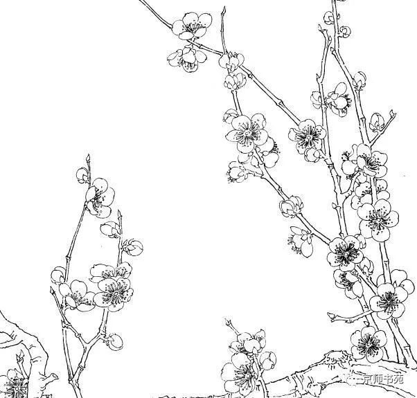 工笔白描画谱梅花