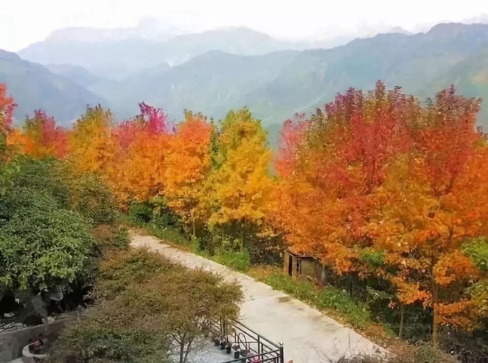 清晨的枫叶 清晨的游客较少,这时候,背上背包,带着干粮 漫步在枫叶林