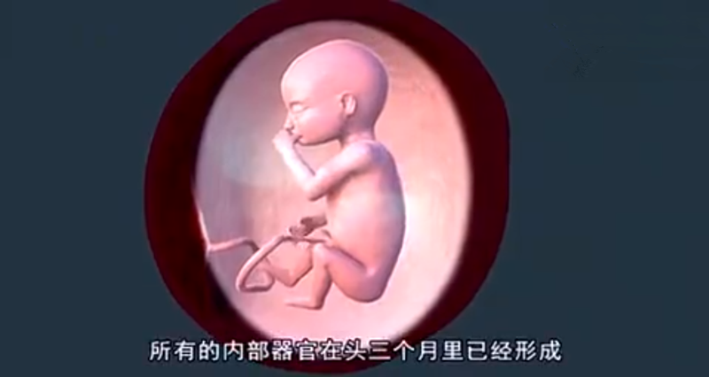 宝宝已经大致长到了油桃大小,而宝宝所有的内部器官在头三个月里已经