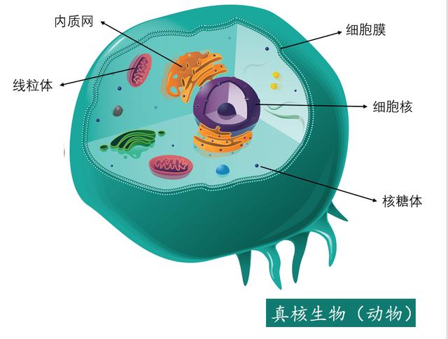 舌尖上的进化史:21亿年前的吃货细菌,最终演化