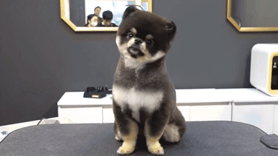 外网一只狗砸火了,网友:这是什么神仙狗狗