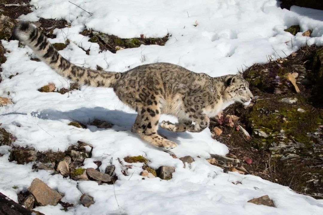 世界雪豹日,"美丽大猫"为什么能成为雪山之王?