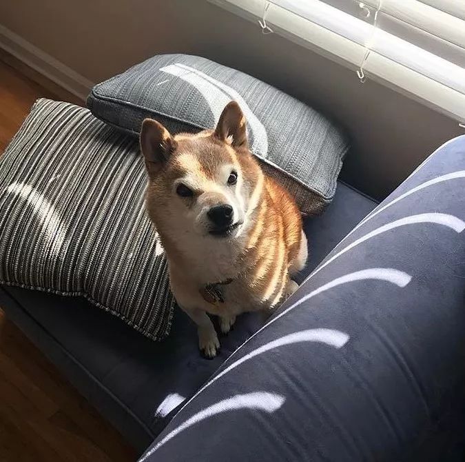 全网脸最臭的柴犬,每一秒都在凶主人