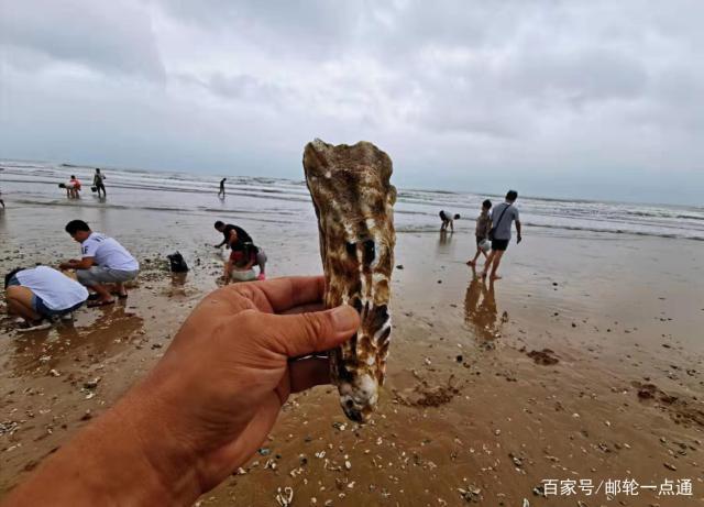 台风利奇马过后青岛海滩捡海鲜啦