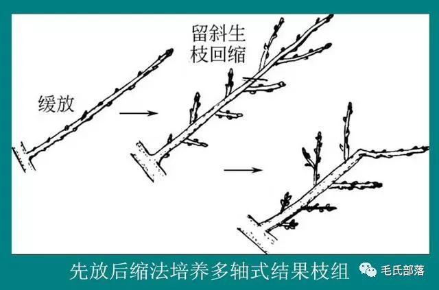 樱桃树栽培技术|樱桃树结果枝组的培养,配置和修剪技术