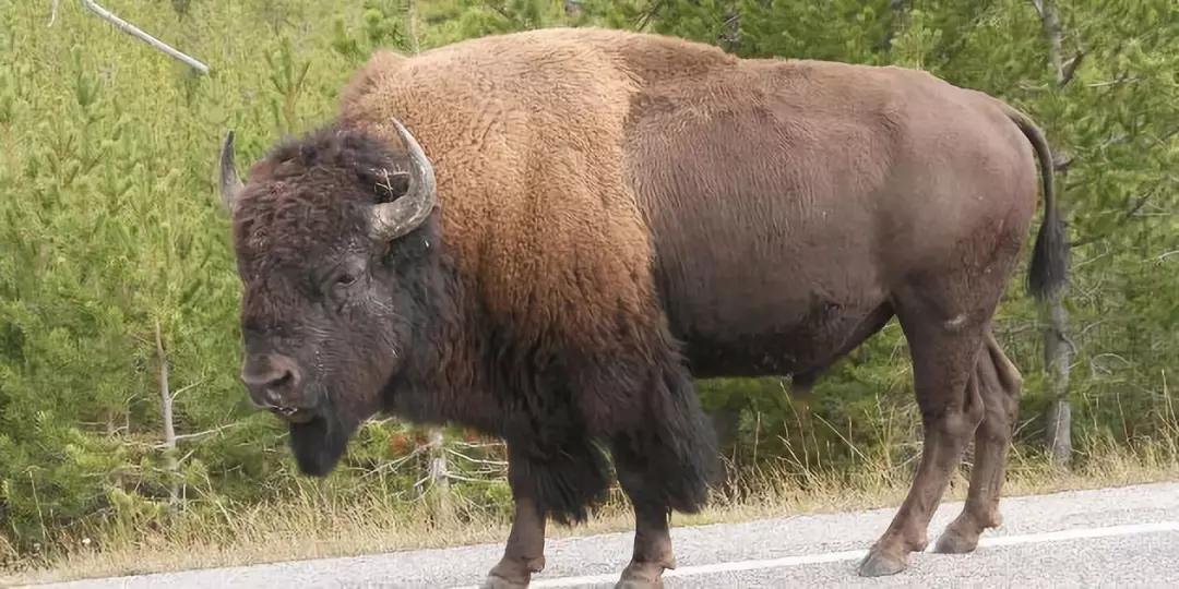 沃伦大爱的野牛肉，营养价值究竟几何？