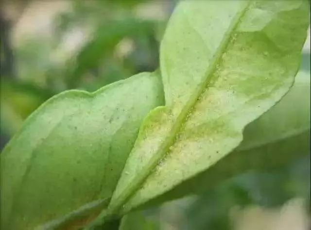 这个药对白蜘蛛红蜘蛛锈蜘蛛黄蜘蛛螨通杀自己就能配