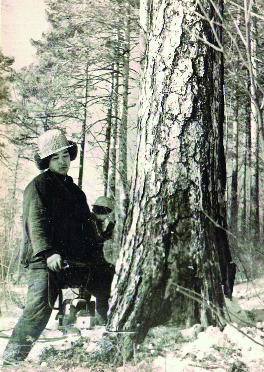 使用锯的伐木工人砍大树在秋天wea期间 库存图片. 图片 包括有 剪切, 本质, 手工, 盔甲, 链子 - 108781435