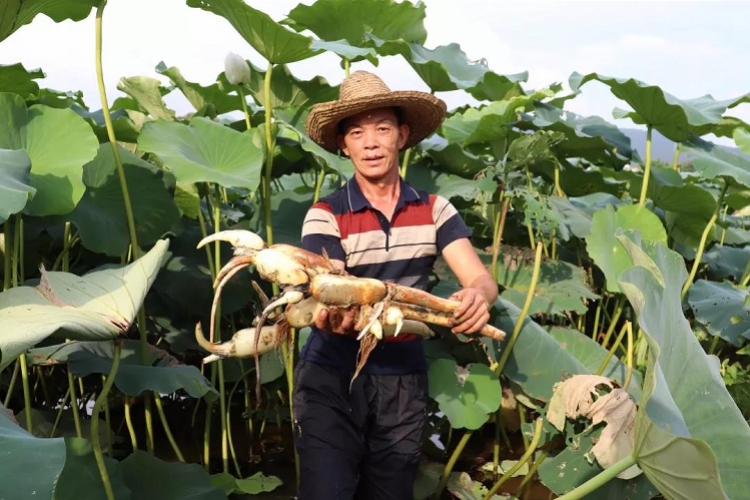 南沙,英德,贺州等多地举办莲藕节,莲藕控们快来"藕"遇吧