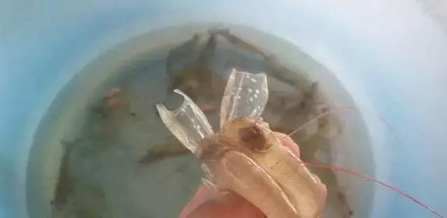 南美白对虾白斑病毒病阔别多年后卷土重来!你做好准备了吗?