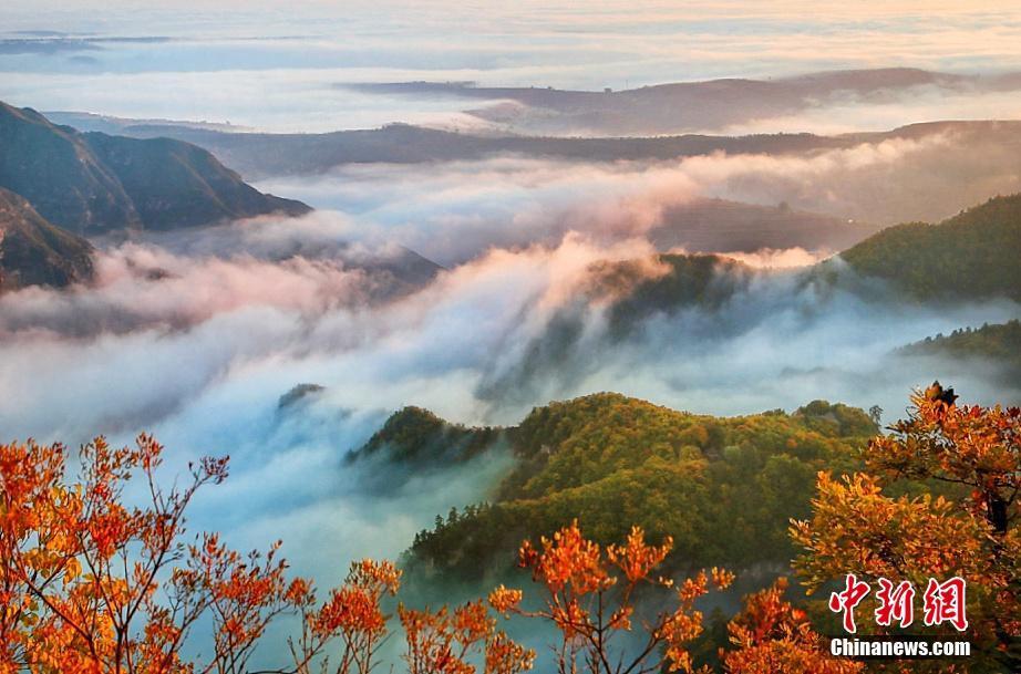 金秋十月,“道源圣地”甘肃崆峒山秋意渐浓,层林尽染、黄绿交错,漫山间还有片片红叶点缀。登高望远,云遮雾盖,呈现云海奇观,如缥缈仙境。错落有致的“色域空间”,令人如痴如醉。崆峒山位于甘肃省平凉市,是古丝绸之路西出关中之要塞。景区面积84平方公里,主峰海拔2123米,森林覆盖率达95%以上。崆峒山自古就有“中华道教第一山”之美誉。万小莲 摄
