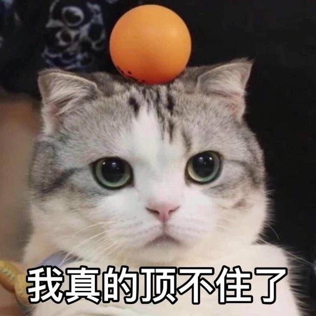 猫咪表情包合集|怎么可以这样