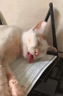 这只猫睡着了但是舌头却好不安份一直这样舔着笑到头秃