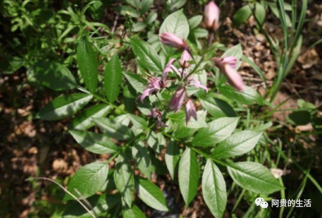 大山里一种珍贵的草药,根部有奇香俗称"白鲜皮",如今不多见了