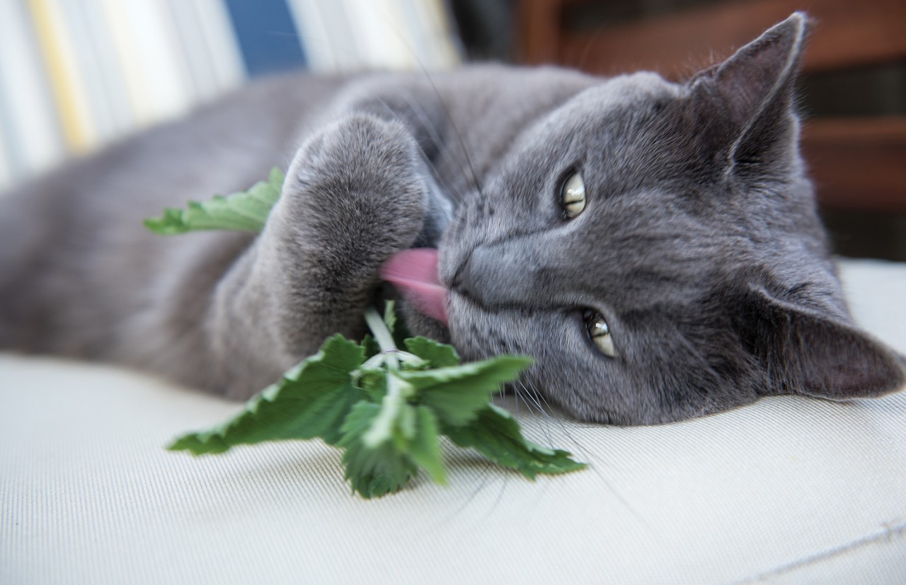 猫薄荷到底有什么魔力,能够让猫咪如此兴奋.__凤凰网