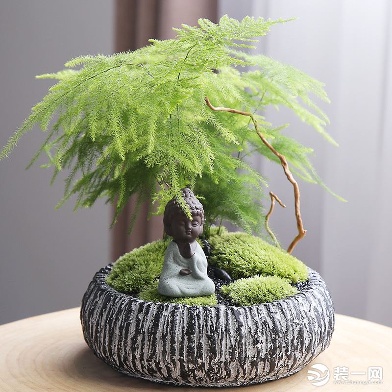 9.文竹