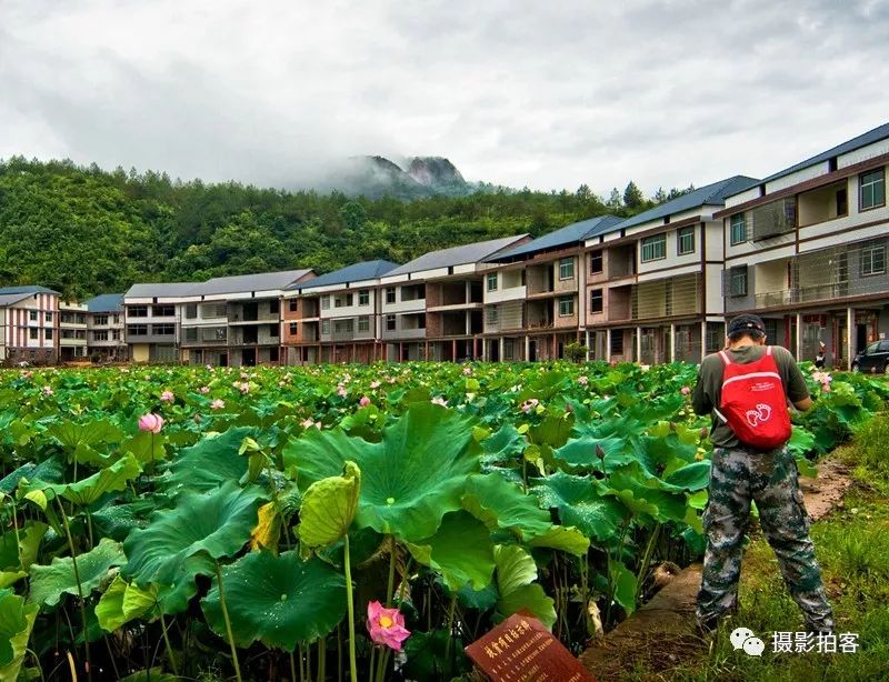 石城大畲古村映日荷花别样红上