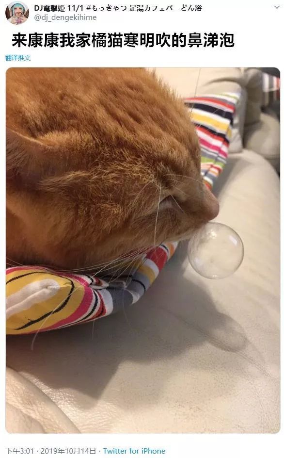 网友家的猫睡着睡着,吹起了一个鼻涕泡