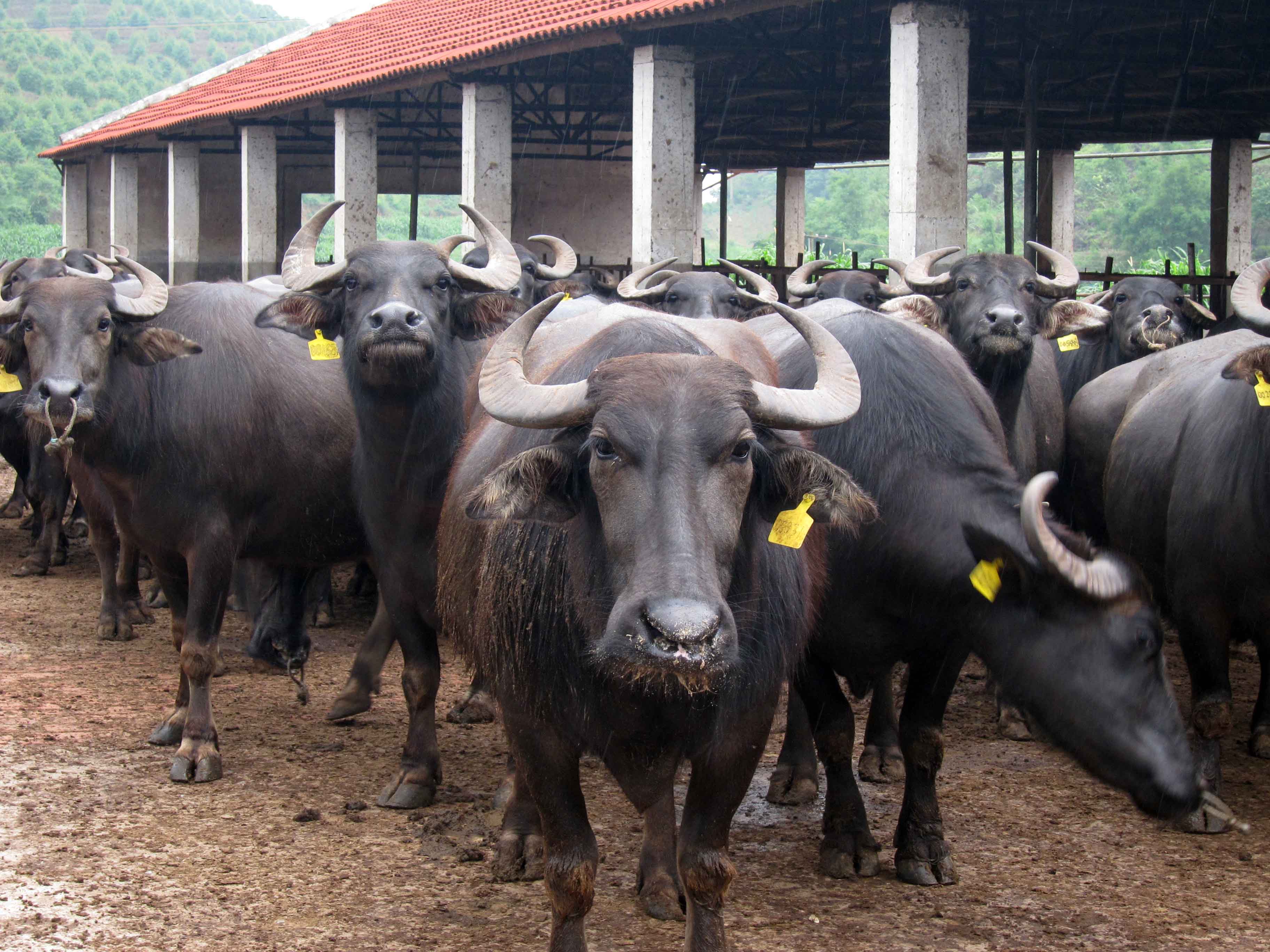 广西钦州:减税降费让奶水牛产业"牛"起来