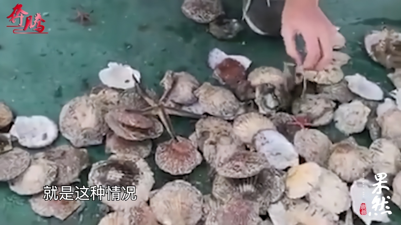 獐子岛扇贝到底还活着多少？工作人员：不知道……