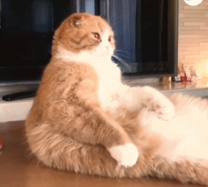 本应该孤单,弱小,可怜的背影, 但到了橘猫这里就…… 它的实力不允许