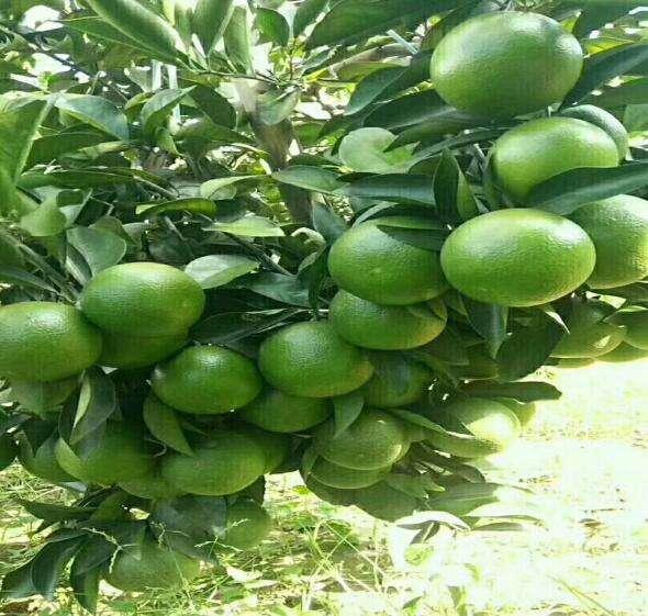 柑橘黑星病的防治措施