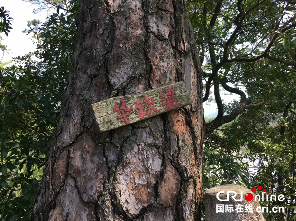 "那天,天刚蒙蒙亮,15岁的华崇宜登上后龙山,种下第一棵青松.