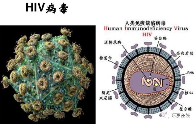 hiv主要通过性行为中