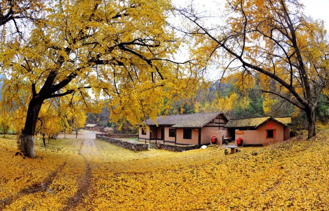 这9座绝美的古银杏村,藏着中国最美的秋天